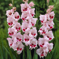 Bulbi Gladiole - Wine and Roses - 5 buc