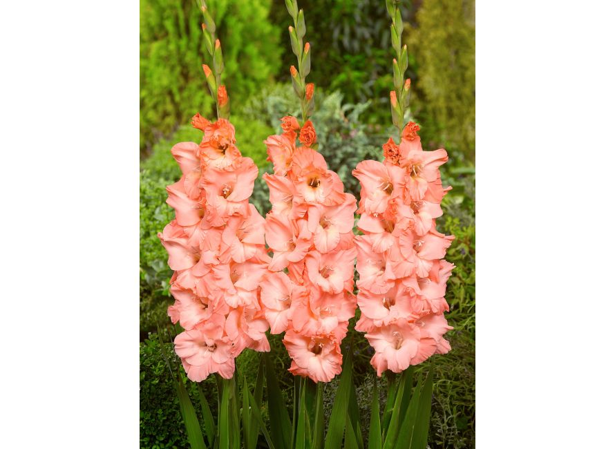 Bulbi de Gladiole "Alannah", 7 Bucati