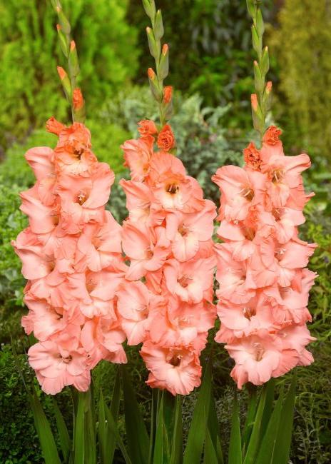 Bulbi Gladiole - Alannah - 5 buc