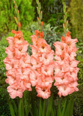 Bulbi Gladiole - Alannah - 5 buc