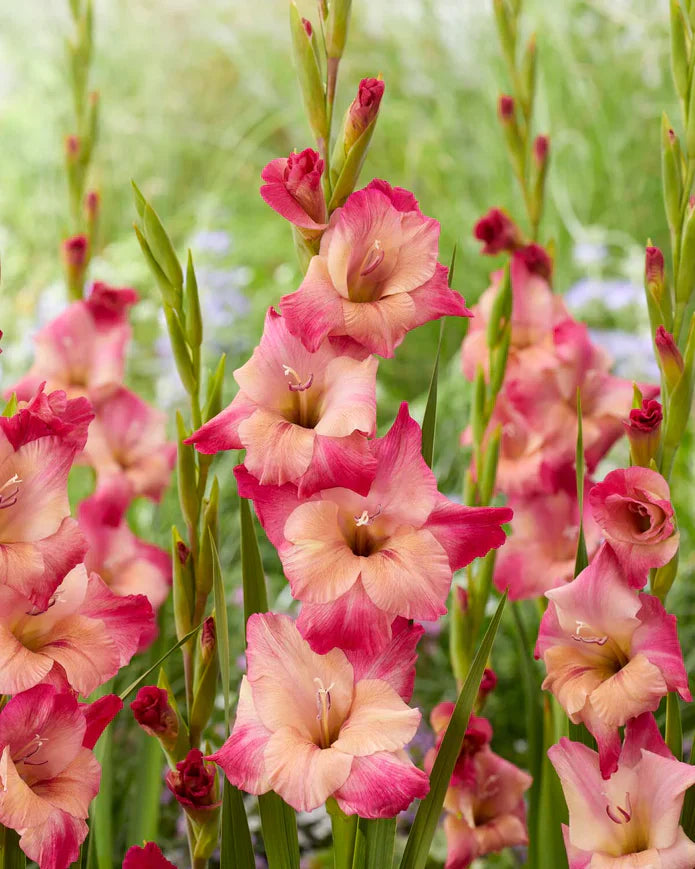 Bulbi Gladiole - Pachet Promotional Mixt - 20 buc