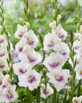 Bulbi Gladiole - Aviol - 5 buc