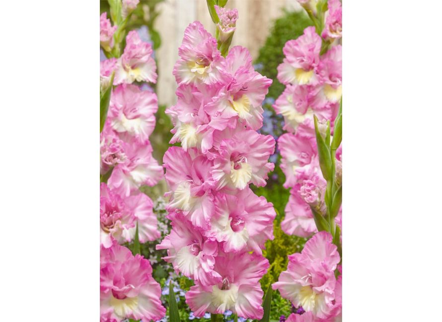 Bulbi de Gladiole "Cera Corfino", 7 Bucati