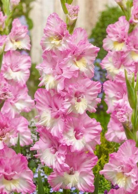 Bulbi Gladiole - Cera Corfino - 5 buc