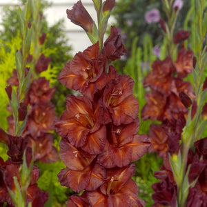 Bulbi de Gladiole "Chocolate", 7 Bucati