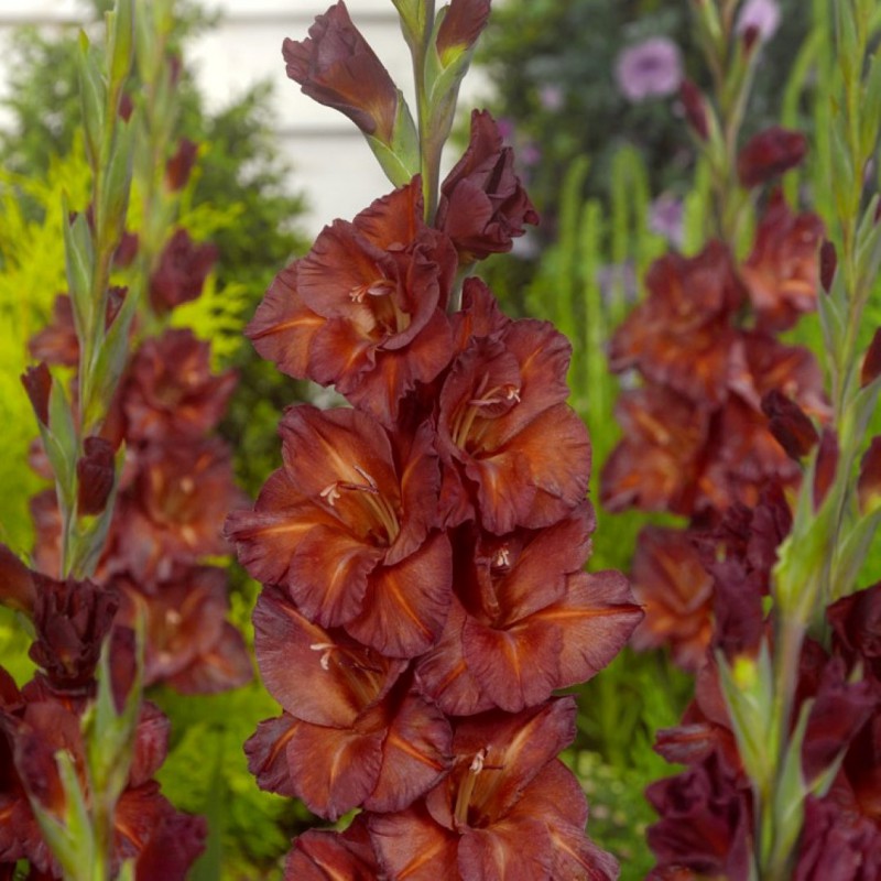 Bulbi Gladiole - Chocolate - 5 buc