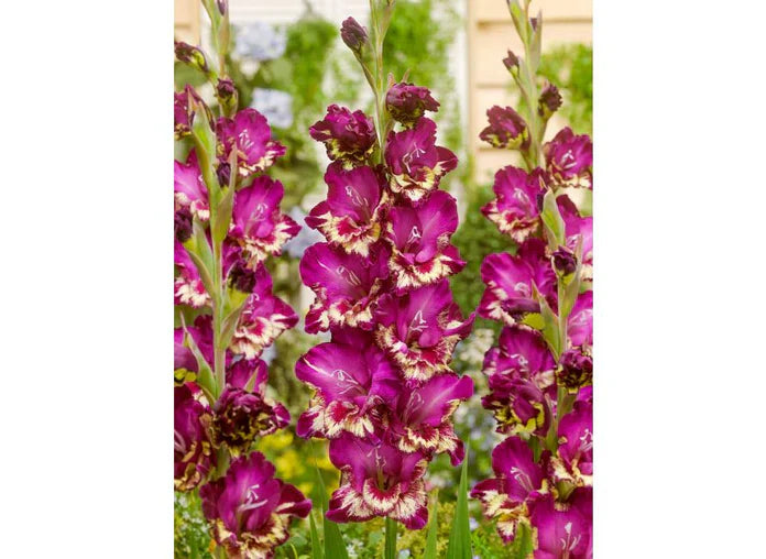 Bulbi Gladiole - Pachet Promotional Mixt - 100 buc