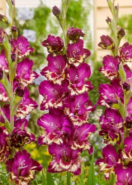 Bulbi Gladiole - Color Club - 5 buc
