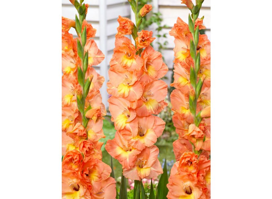 Bulbi de Gladiole "Eminence", 7 Bucati