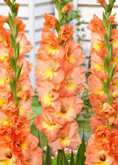 Bulbi Gladiole - Eminence - 5 buc