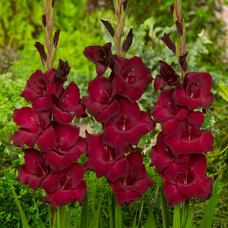Bulbi Gladiole - At night - 5 buc