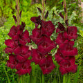 Bulbi Gladiole - At night - 5 buc