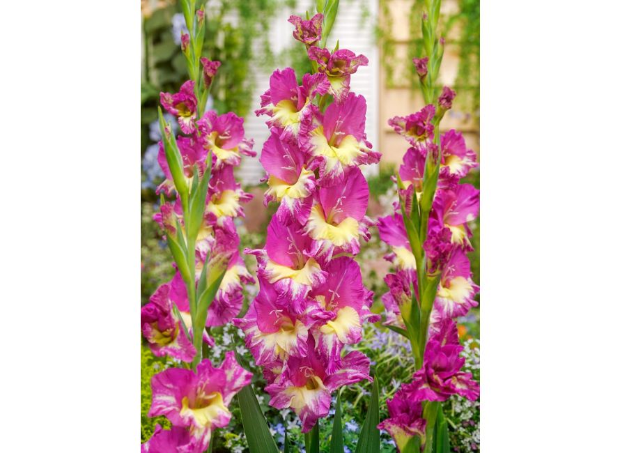 Bulbi de Gladiole "Extravert", 7 Bucati