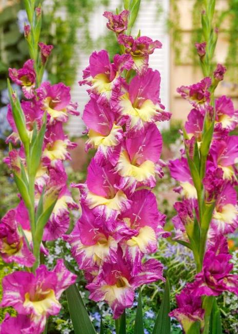 Bulbi Gladiole - Extravert - 5 buc
