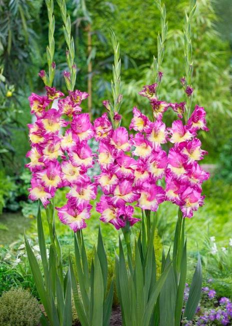 Bulbi Gladiole - Extravert - 5 buc