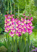Bulbi Gladiole - Extravert - 5 buc