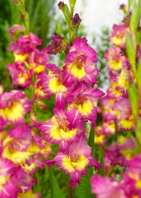 Bulbi Gladiole - Far West - 5 buc