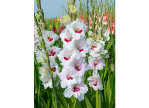 Bulbi de Gladiole "Fiorentina", 7 Bucati