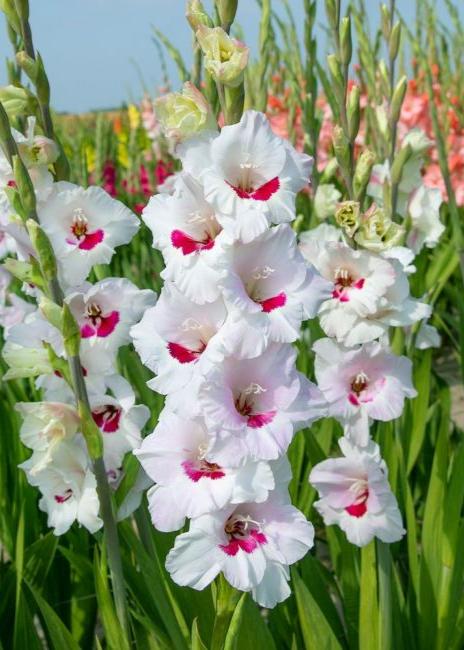 Bulbi Gladiole - Fiorentina - 5 buc