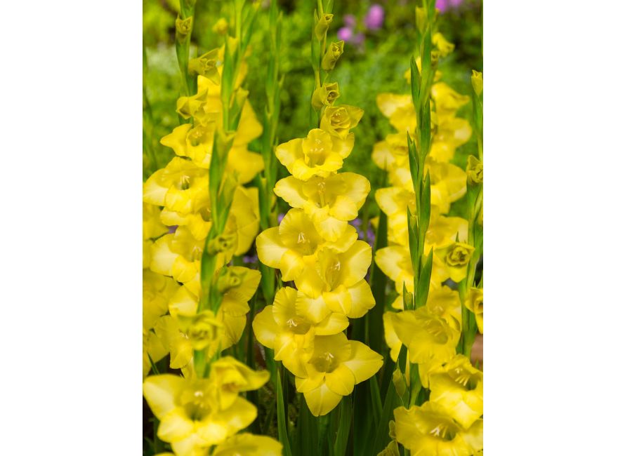 Bulbi de Gladiole "Golden Sunrise", 7 Bucati