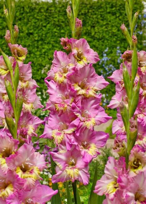 Bulbi Gladiole - Happy Disco - 5 buc