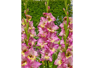 Bulbi de Gladiole "Happy Disco", 7 Bucati