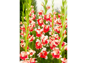 Bulbi de Gladiole "Japonica", 7 Bucati