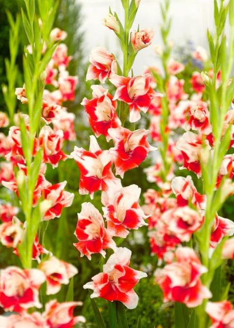 Bulbi Gladiole - Japonica - 5 buc