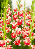 Bulbi Gladiole - Japonica - 5 buc