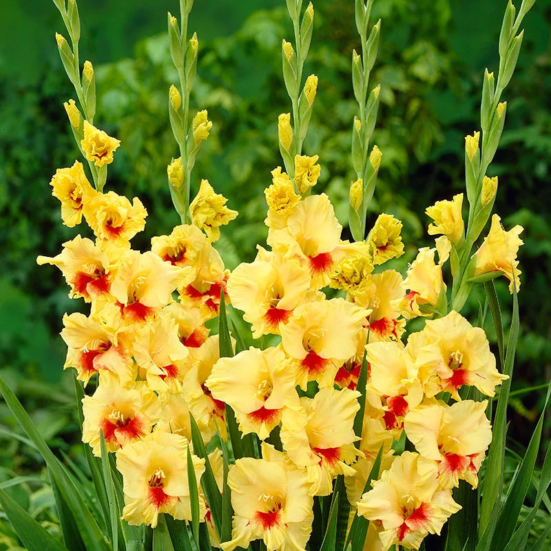 Bulbi de Gladiole "Stereo", 7 Bucati