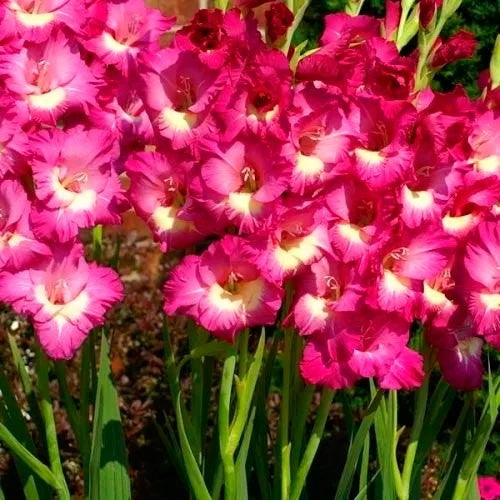 Bulbi de Gladiole "Jo Jo", 7 Bucati