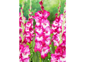 Bulbi de Gladiole "Jo Jo", 7 Bucati