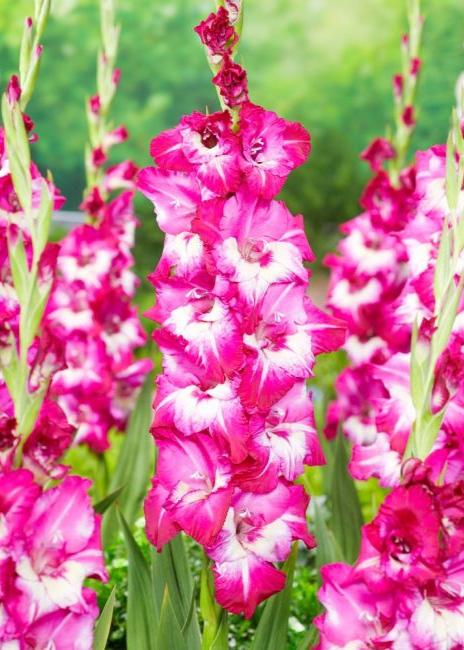 Bulbi Gladiole - Jo Jo - 5 buc