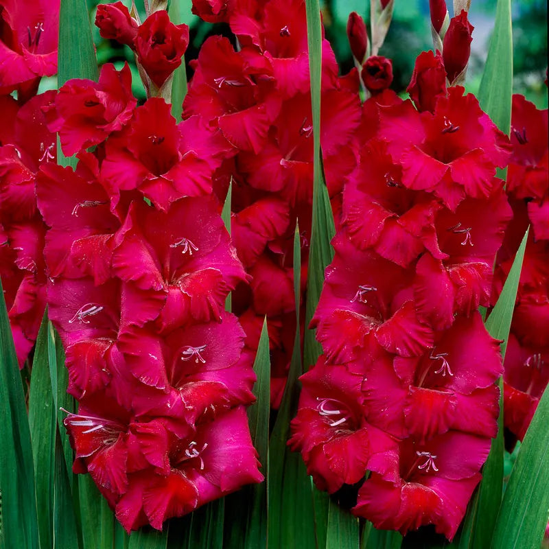 Bulbi Gladiole - Plum Tart - 5 buc