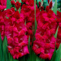 Bulbi Gladiole - Plum Tart - 5 buc