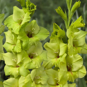 Bulbi de Gladiole "Prima Verde", 7 Bucati