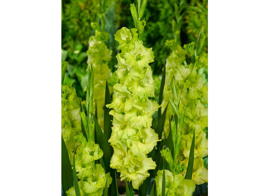 Bulbi de Gladiole "Prima Verde", 7 Bucati