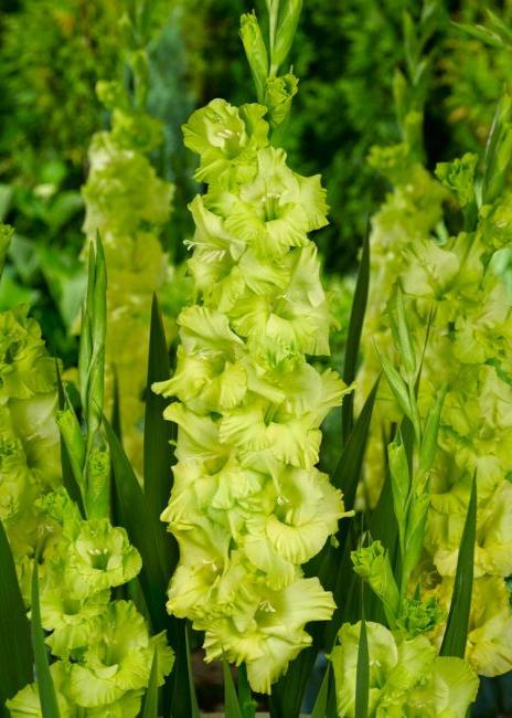Bulbi Gladiole - Prima Verde - 5 buc