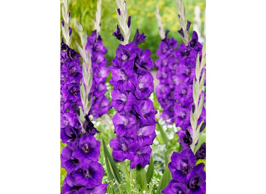 Bulbi de Gladiole "Purple Flora", 7 Bucati