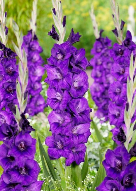 Bulbi Gladiole - Purple Flora - 5 buc