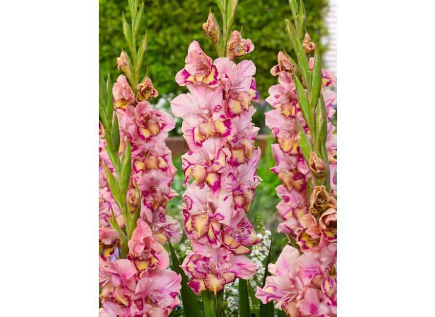 Bulbi de Gladiole "Quepo", 7 Bucati