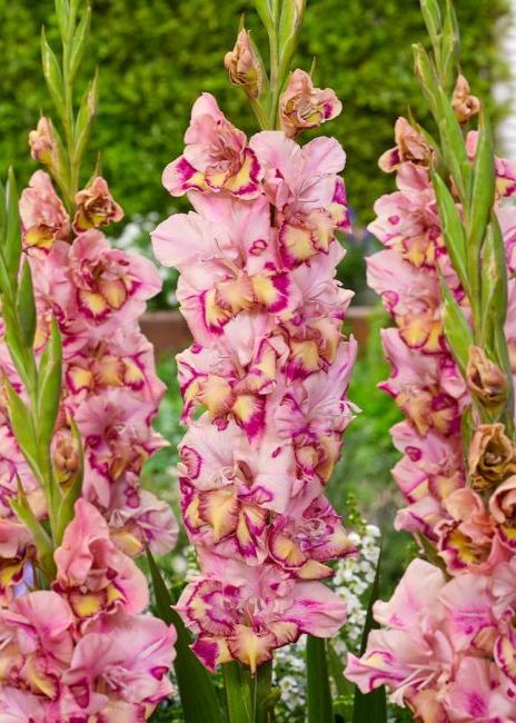 Bulbi Gladiole - Quepo - 5 buc