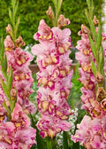Bulbi Gladiole - Quepo - 5 buc