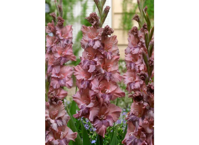Bulbi Gladiole - Pachet Promotional Mixt - 20 buc