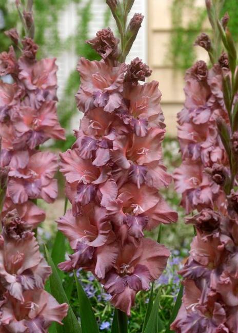 Bulbi Gladiole - Rusty Chestnut - 5 buc