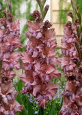 Bulbi Gladiole - Rusty Chestnut - 5 buc