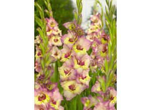 Bulbi de Gladiole "Sapporo", 7 Bucati