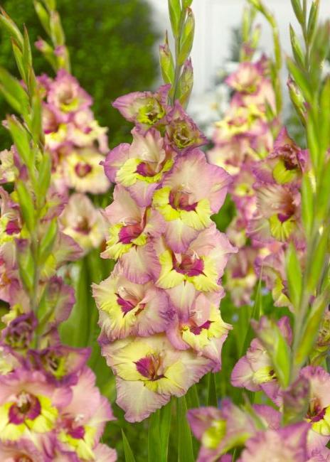Bulbi Gladiole - Sapporo - 5 buc