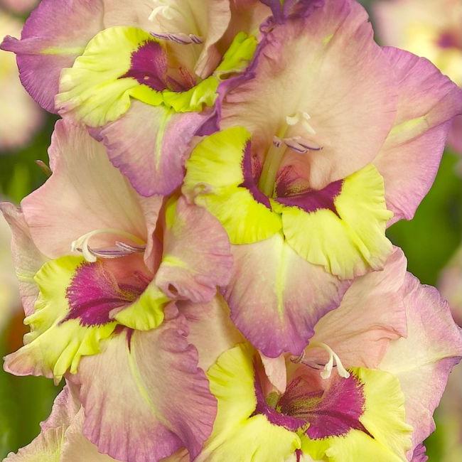 Bulbi Gladiole - Sapporo - 5 buc