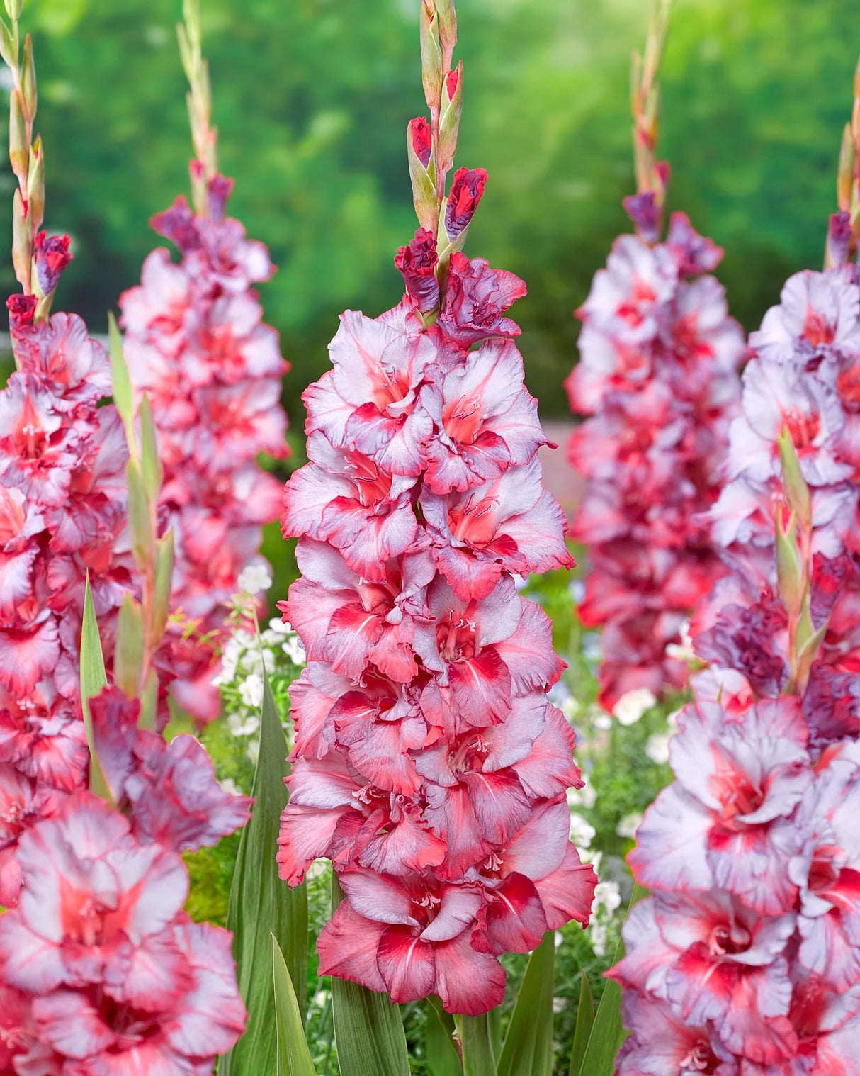 Bulbi de Gladiole "Ted's Trumpet", 7 Bucati